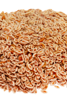 Psylliumzaad Vlozaad HorseAdds vanaf 3 kg